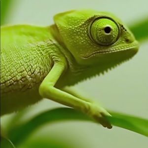 Meet your Posher, Dwight